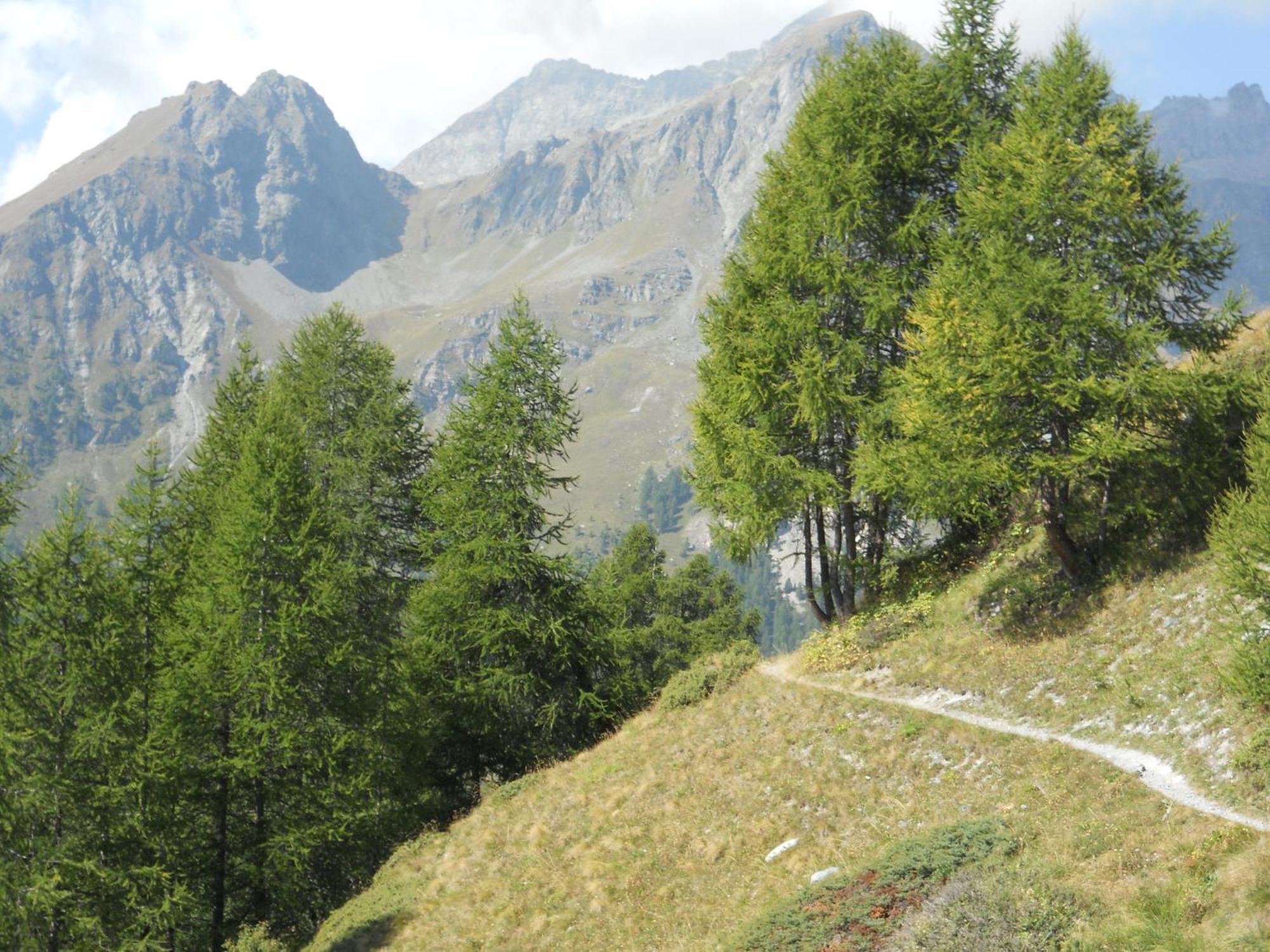 Affittacamere Petit Coeur Champoluc Εξωτερικό φωτογραφία